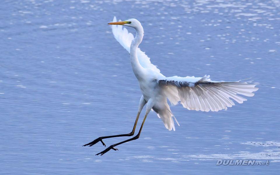 02 Great White Egret (Ardea alba)